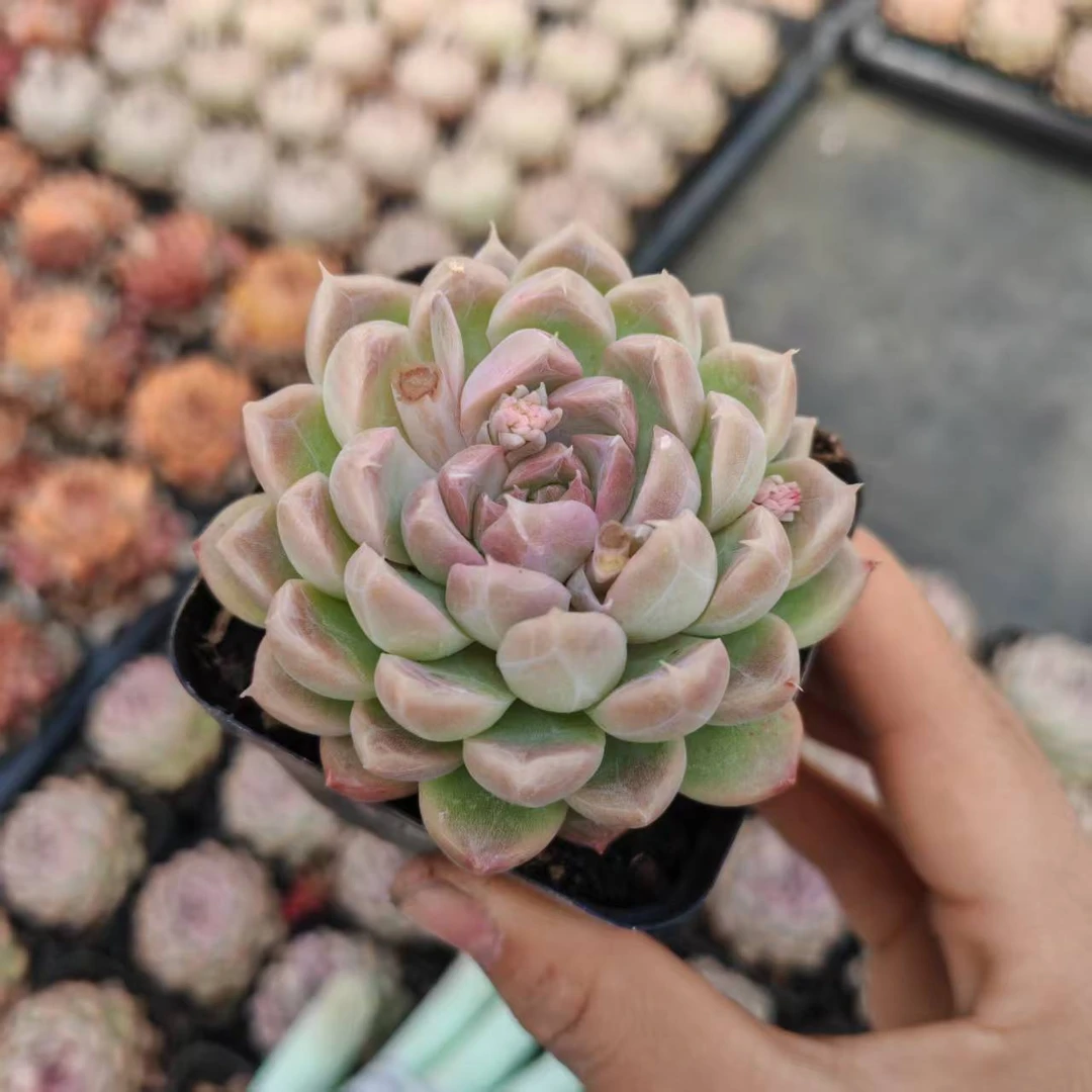 7#月光花影多肉植物       前男友精品多肉 SM35-2
