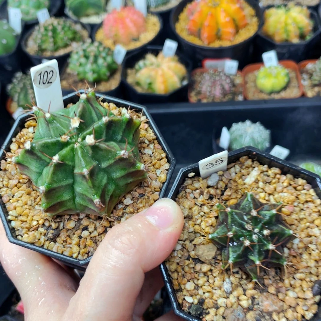 盆5公分满25包邮裸根发货