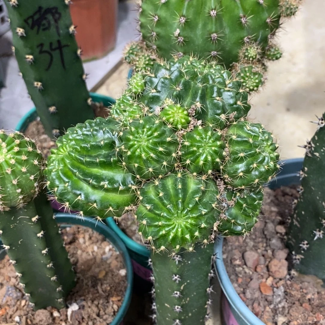 新品丽花秋香母本绣谱群生