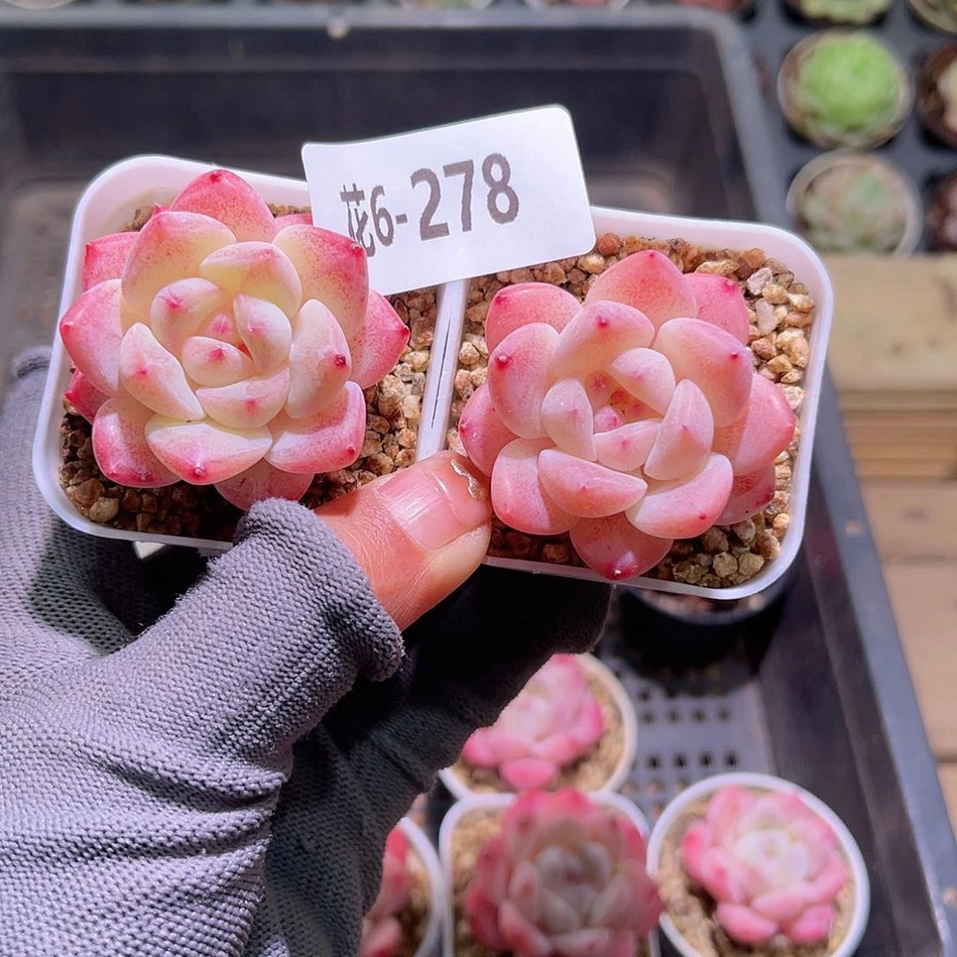 花06-278冰娃娃2颗