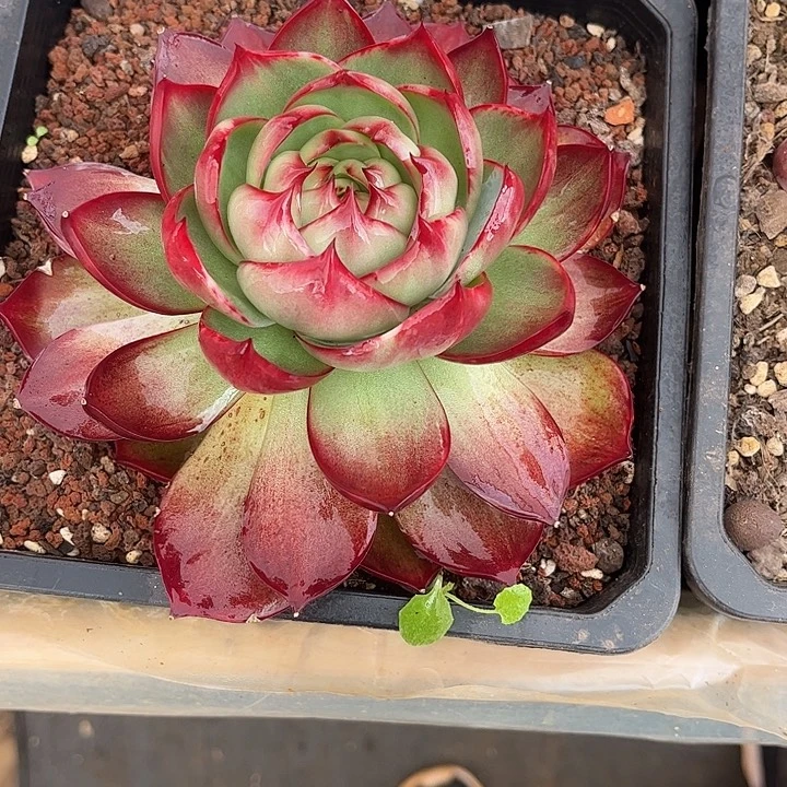 惊鸿仙子多肉植物38022