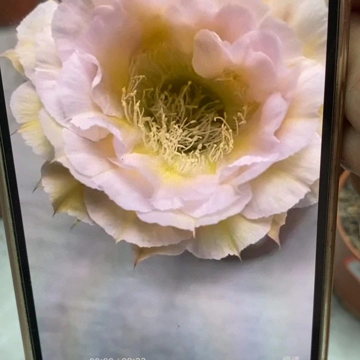 彩草526号侧芽5公分左右