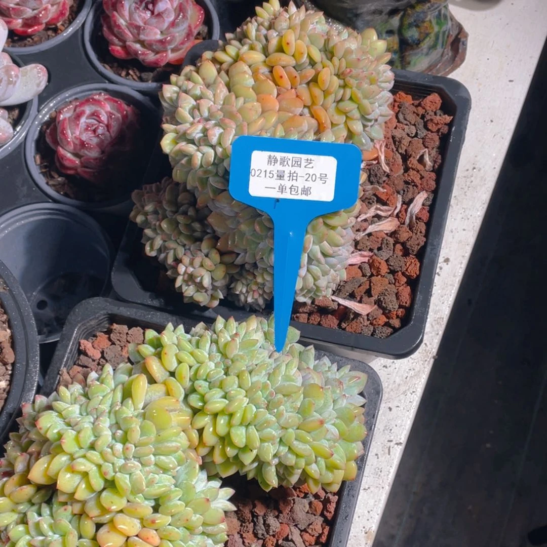 0215-20-高板梦露缀化福利一颗