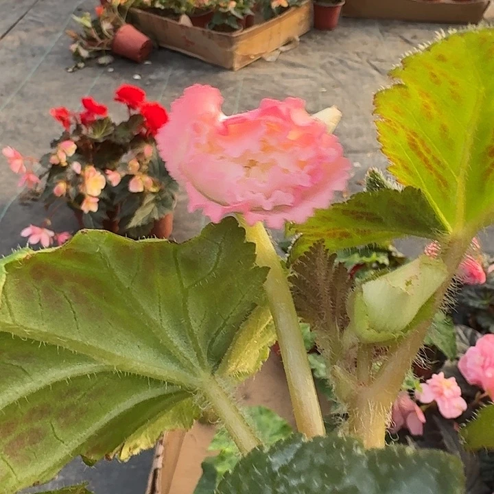 竹***6全部花苞7618 贵妃夫妻