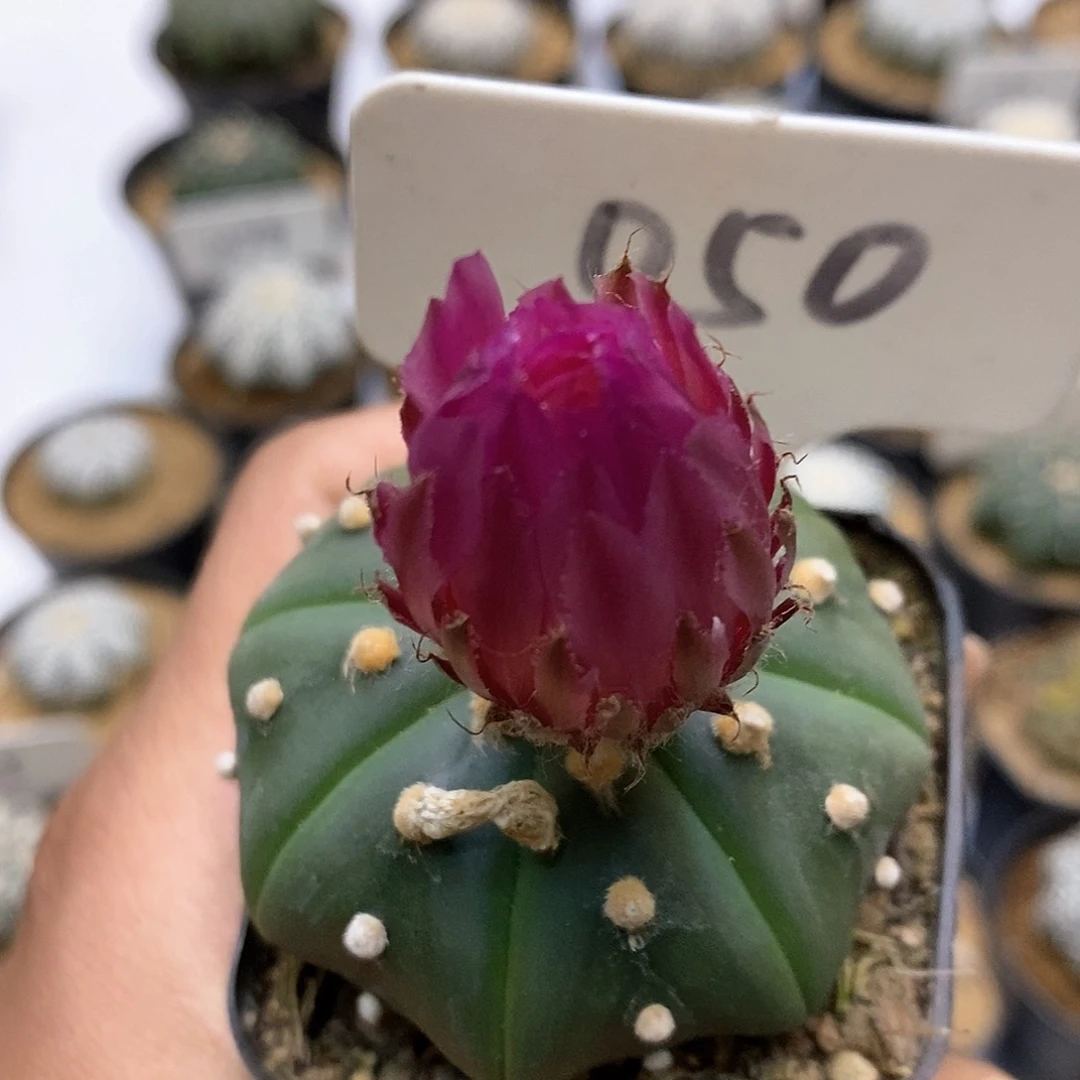 红花福利特价咯福利