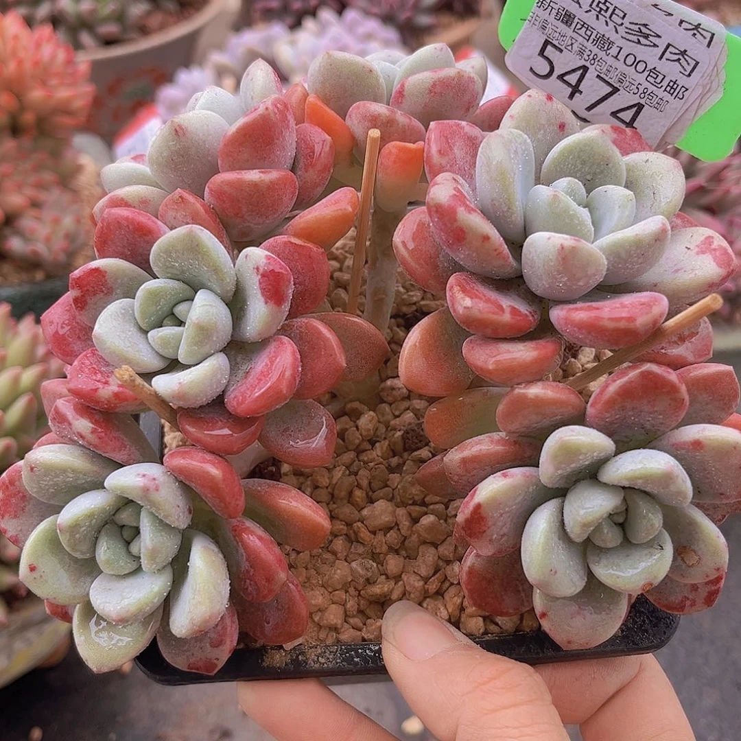 5474花斑鹿多肉植物