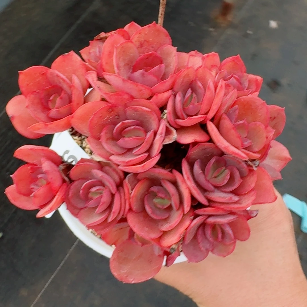 老桩秀妍      愿你一路坦途，乘风破浪展宏图