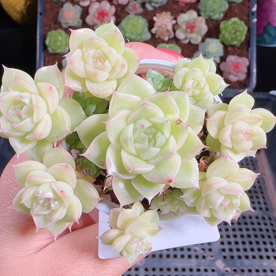 1023-248麦秆不包整