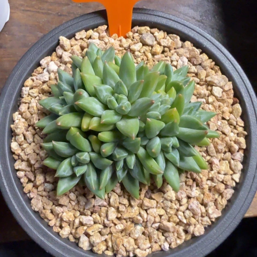 美人系杂111111111111111