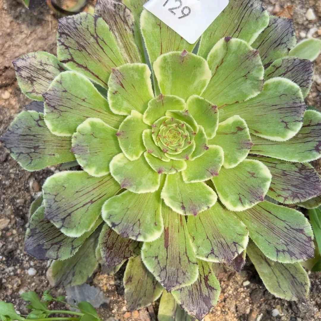 花之恋多肉植物129