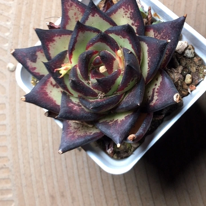 ?***故2///////////////////