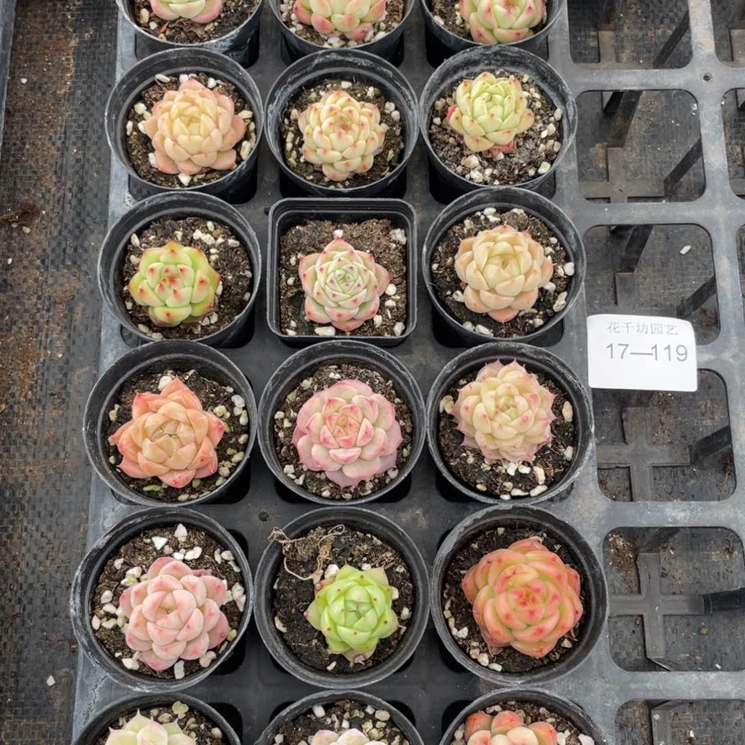 一物一拍18颗17-119