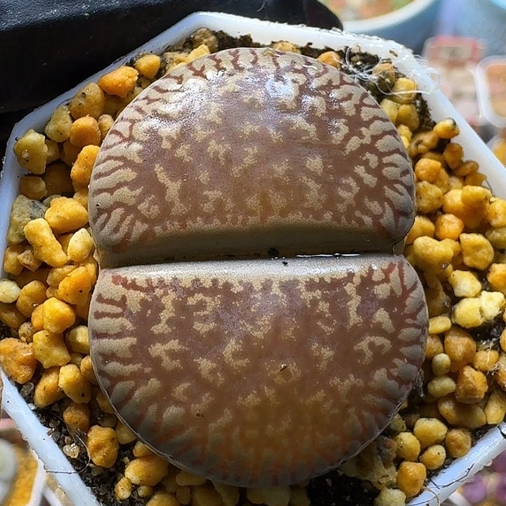 生石花111111。  112