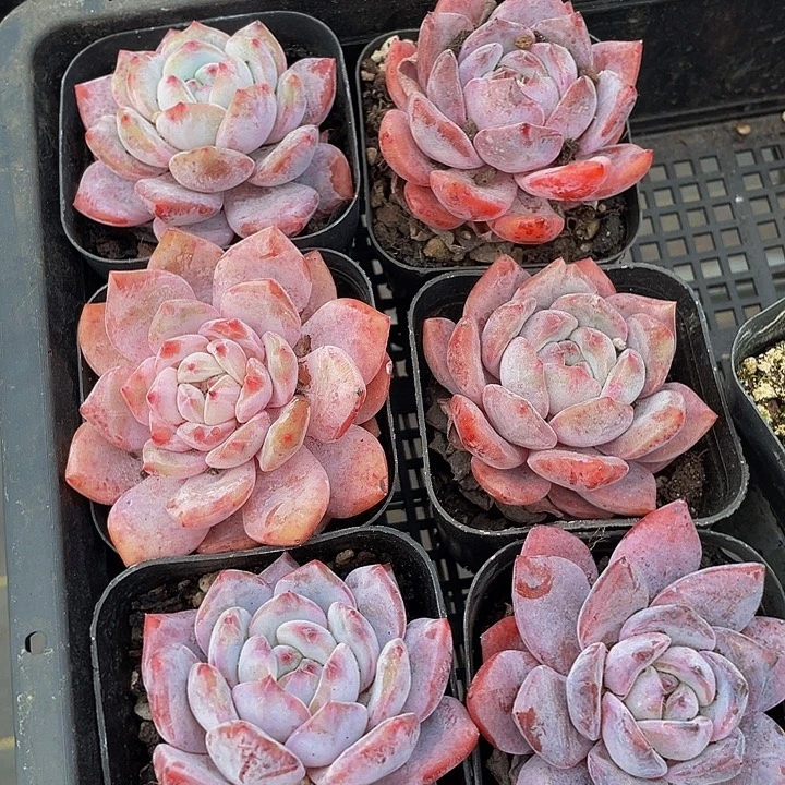 紫雾2.8带盆土发过