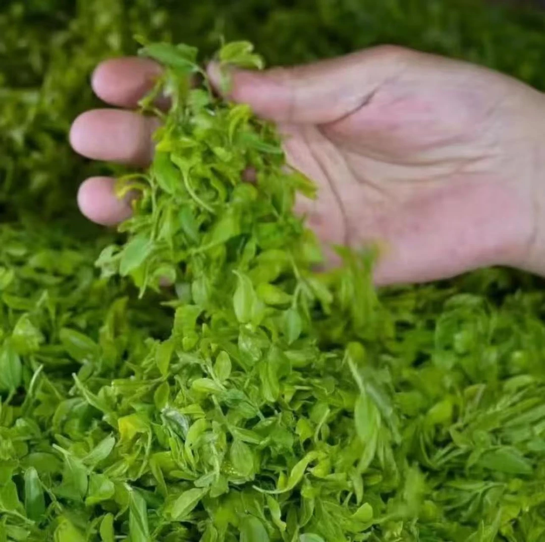 【睡眠茶】东方睡眠仙草茶