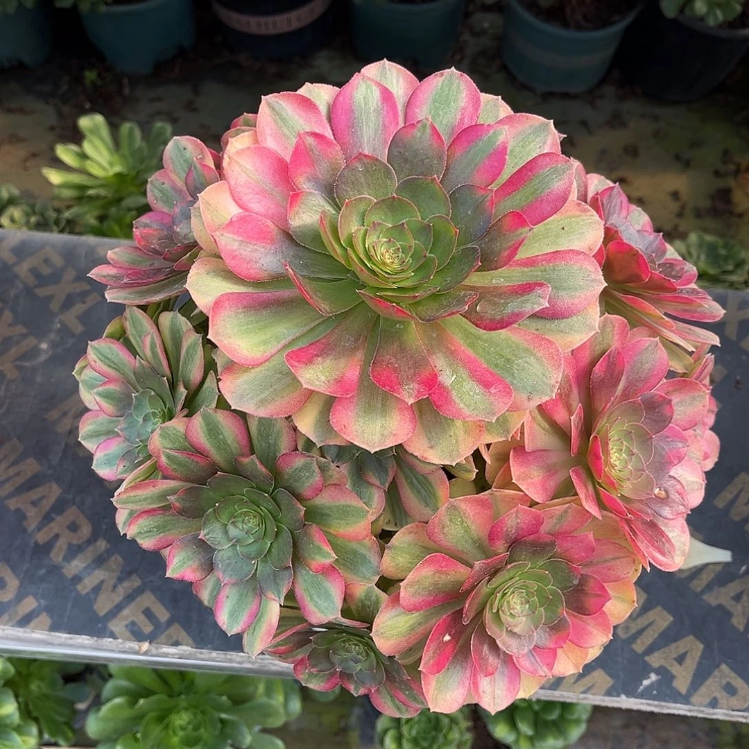 雨荷法师多肉植物漂亮