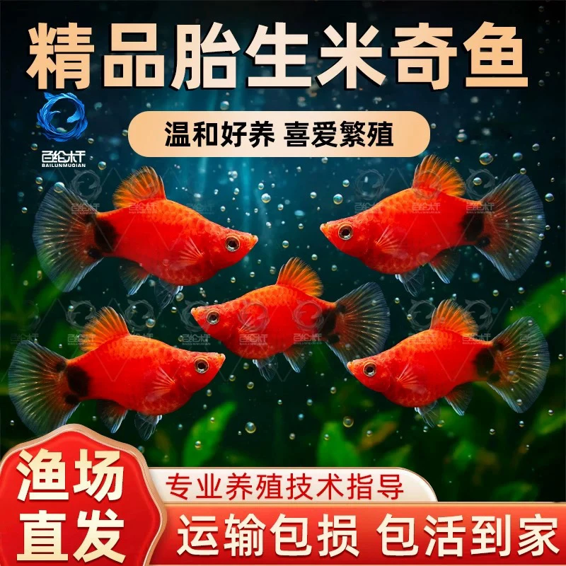 米奇鱼小型胎生热带观赏鱼耐活好养可与玛丽孔雀鱼混养
