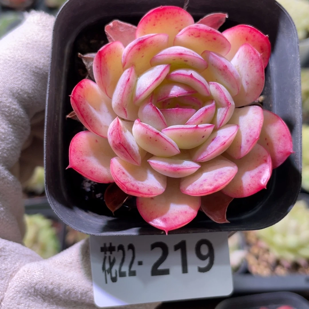 花利美22-219草莓冰