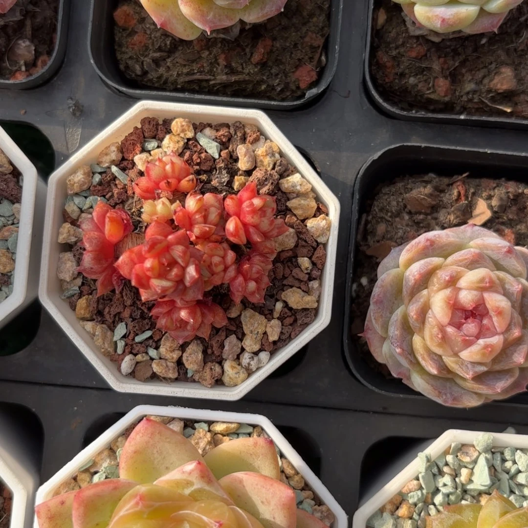 魔火老桩一物一拍