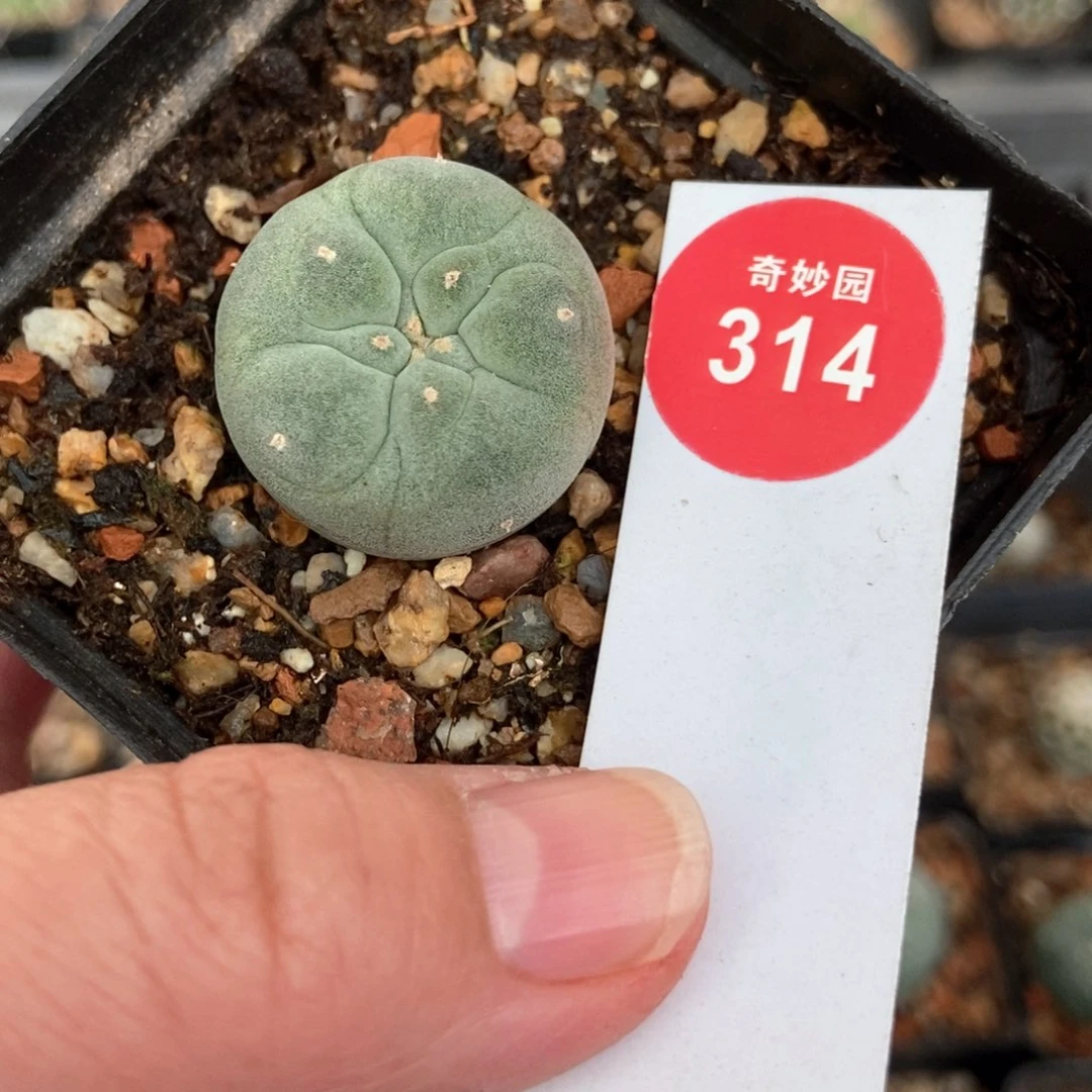 实生白肌海鲜一颗2.6cm