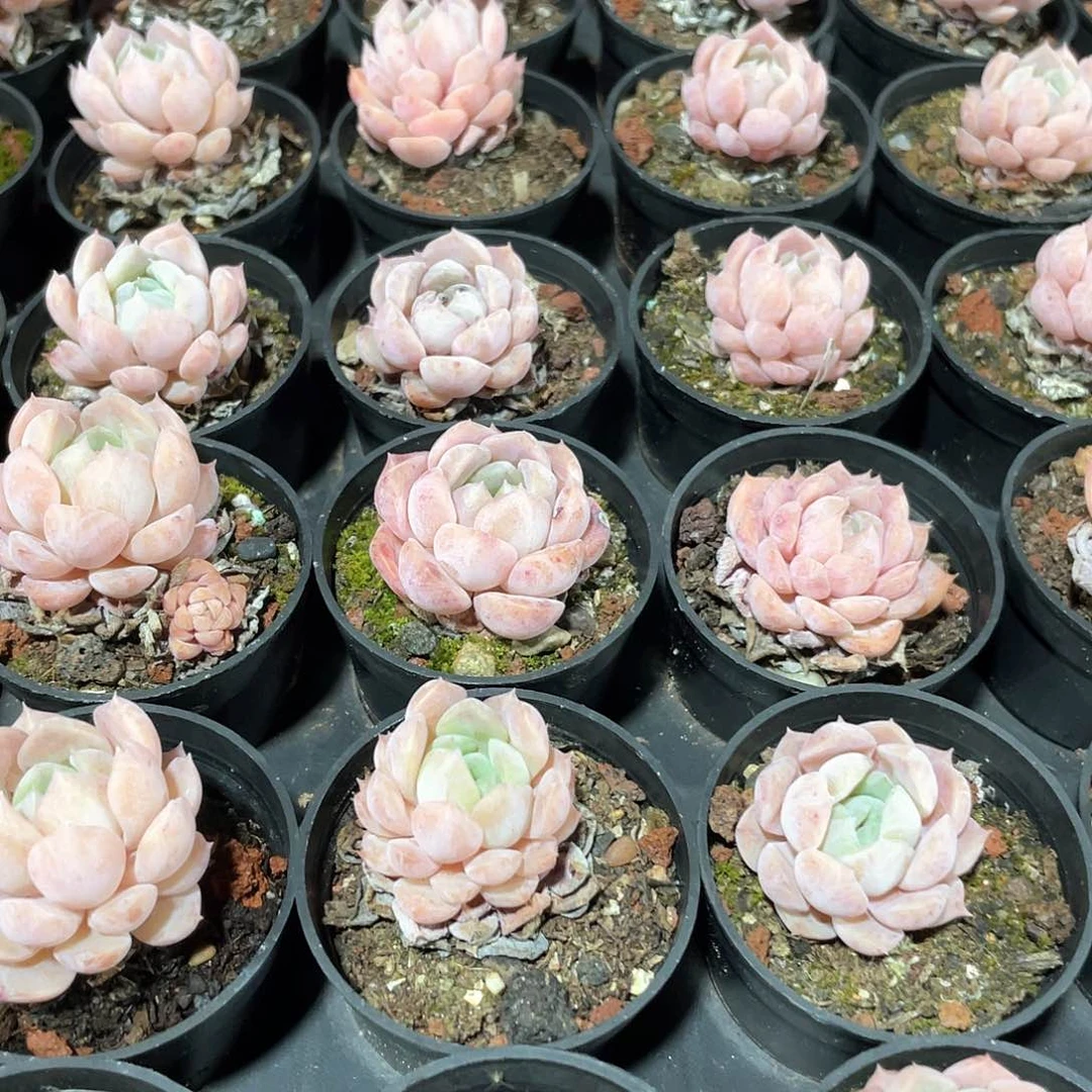 纯爱精控3盆带盆土