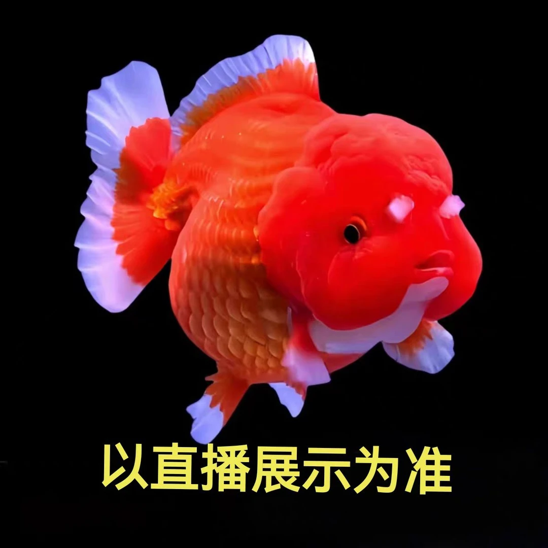 玛丽泰狮金鱼观赏鱼好养耐活