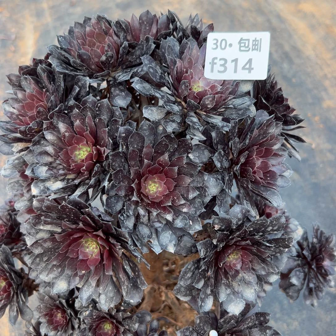 314黑铜多肉法师