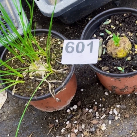 601弹簧草一物一图如图