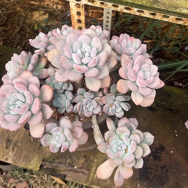 白鹭老桩，手捧造型，一物一拍。