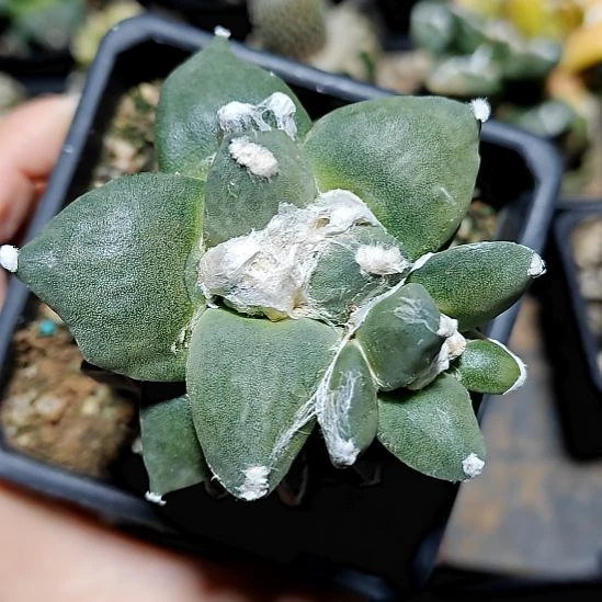 宽厚怒涛牡丹苗接184