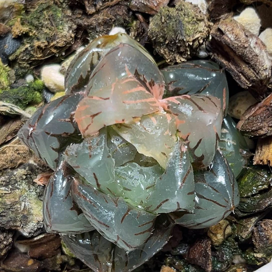 恭喜发财大吉大利0202