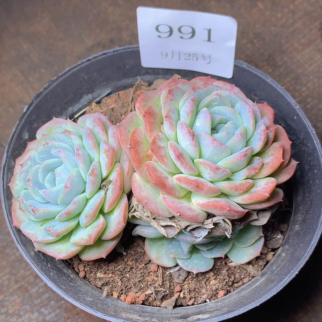 【闪购商品】云991号