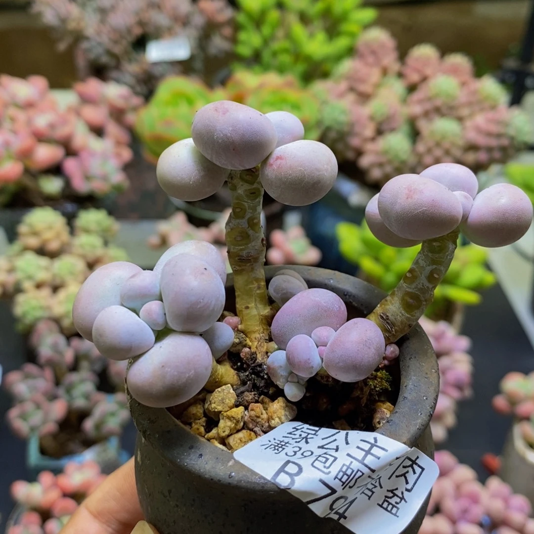 794橙奶6cm多肉植物