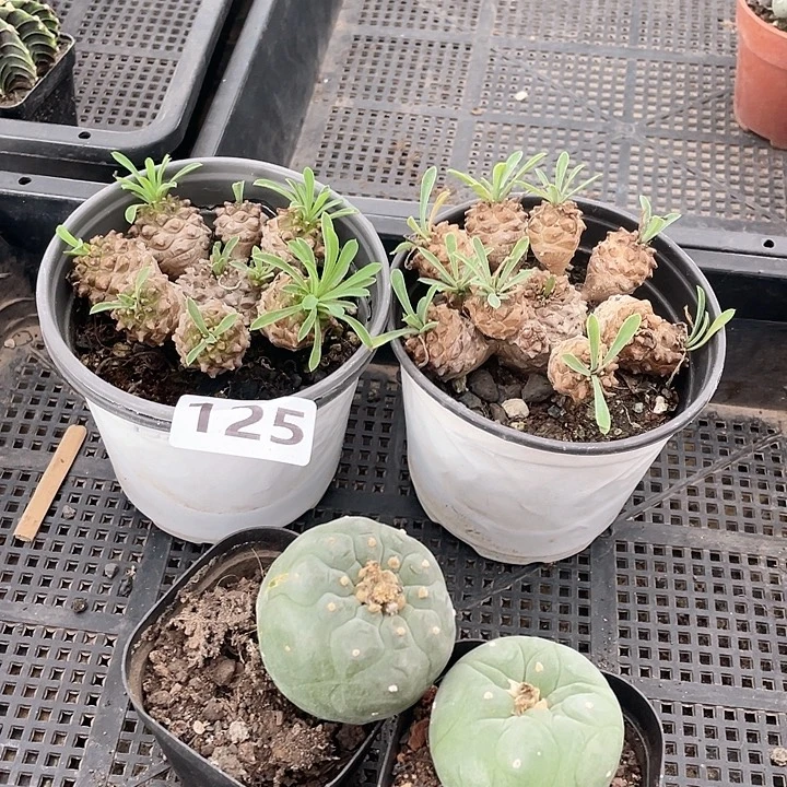 处理实生海鲜2颗，