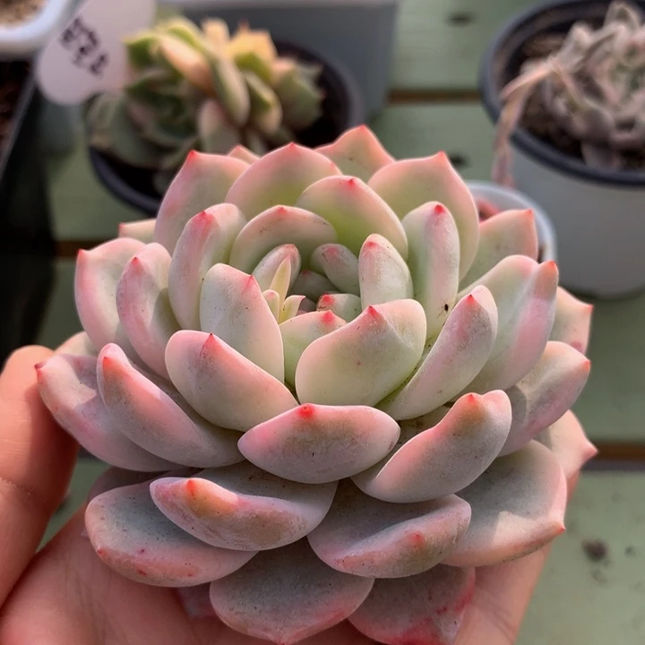 梦露锦精控锦上园艺一物一拍