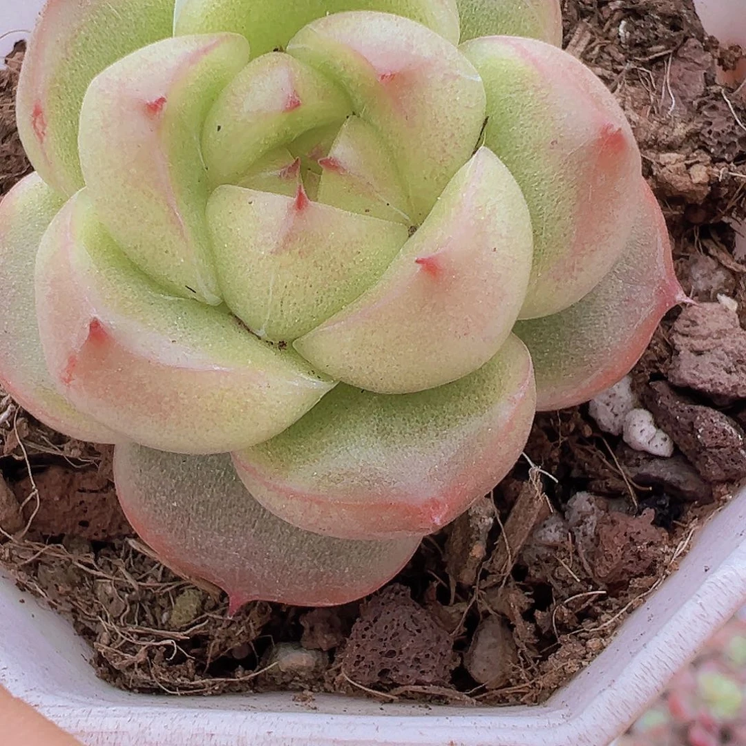 灯泡珍妮19包邮多肉植物