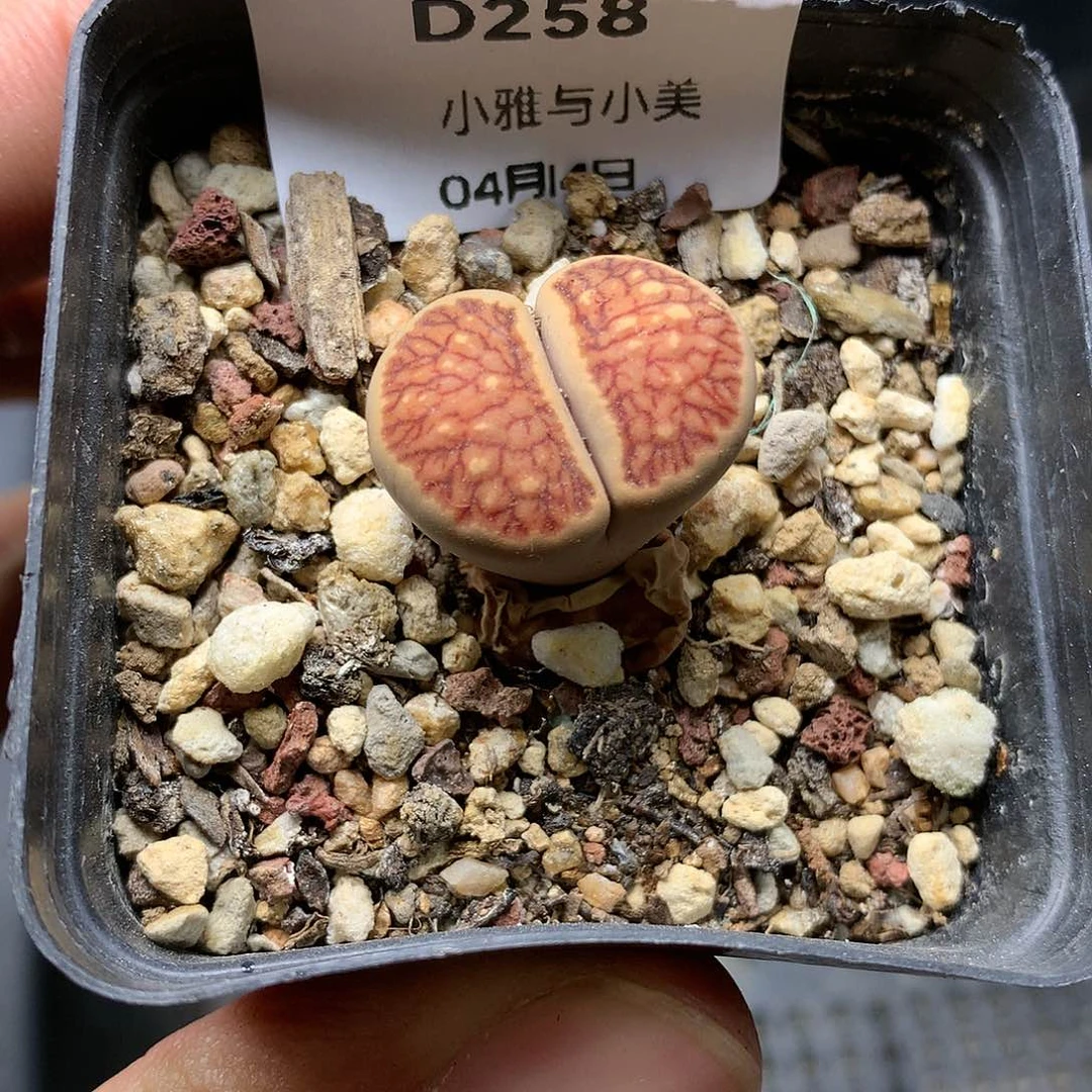 D258多肉植物保护