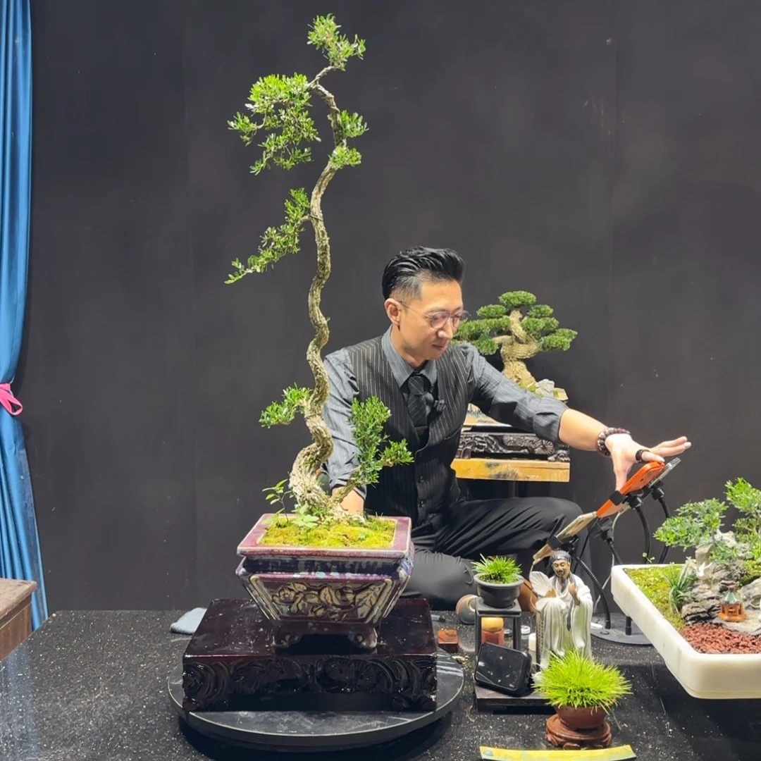以实际为准黄杨室内室外盆景艺术