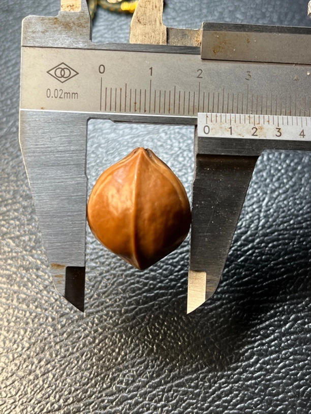 非金属木质手链 铁核三通21×26短圆