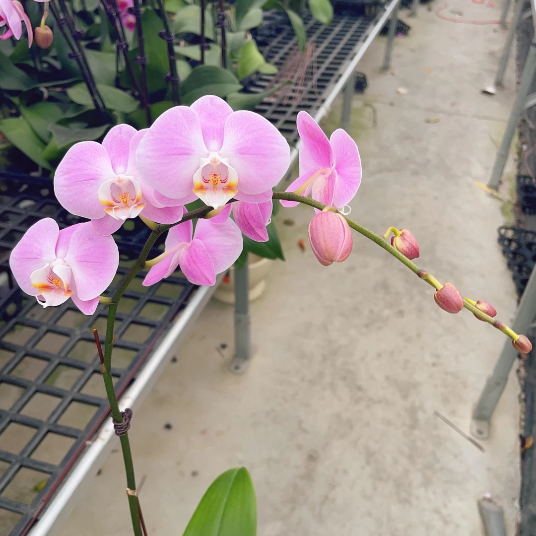 05【一生一世】中小花型蝴蝶兰.精品蝴蝶兰.室内花卉
