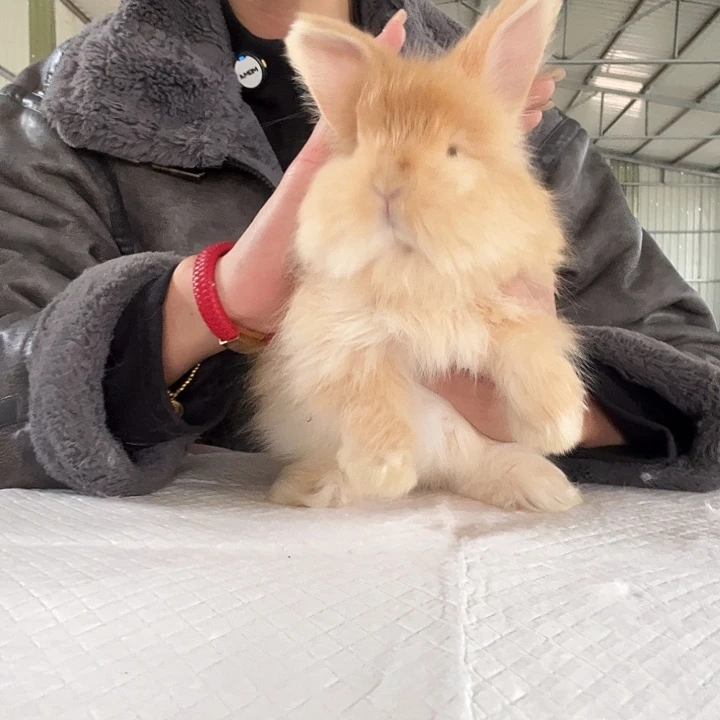 玛***泡网红同款英系安哥拉兔奶黄包妹妹00