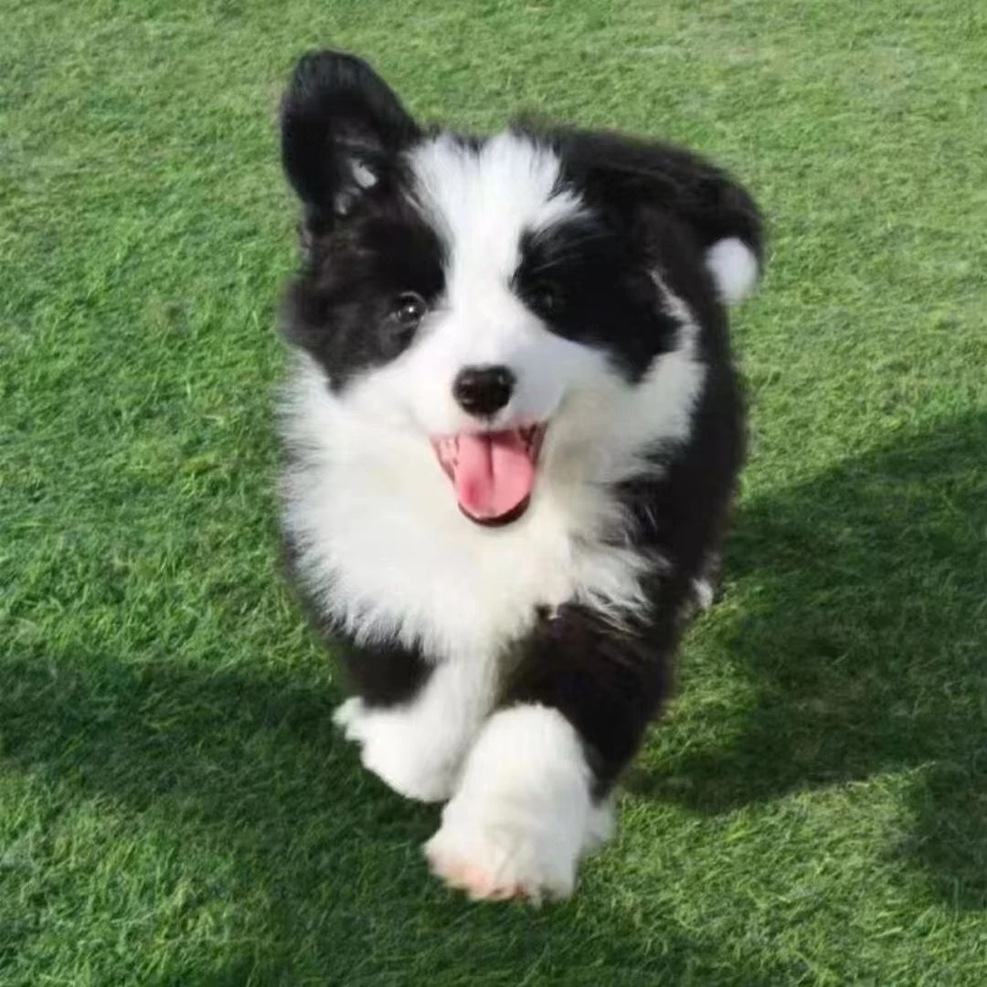 边牧黑白陨石宠物聪明友好适合家庭饲养幼犬活体