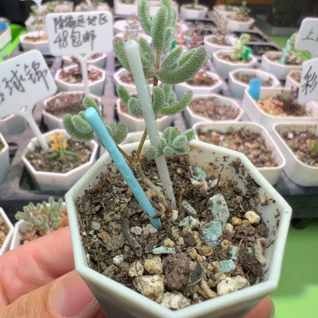 1831实生粉冰晶， 一年多，拍下不退不换