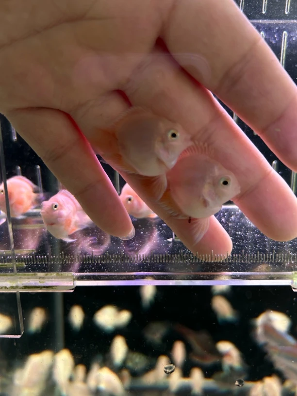 台系迷你鹦鹉鱼颜值粉