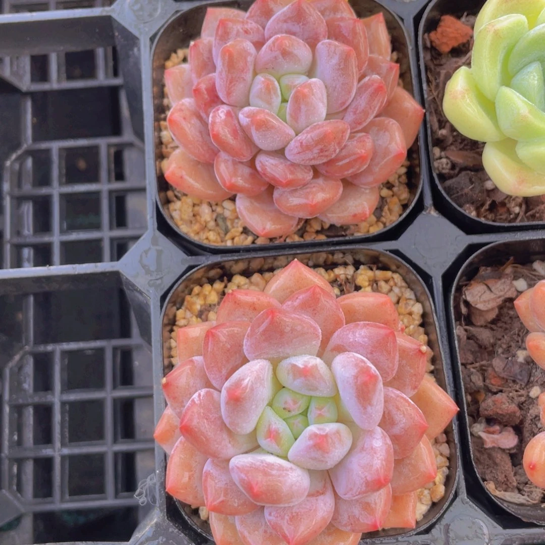 433号 精品奶油半夏单头一个