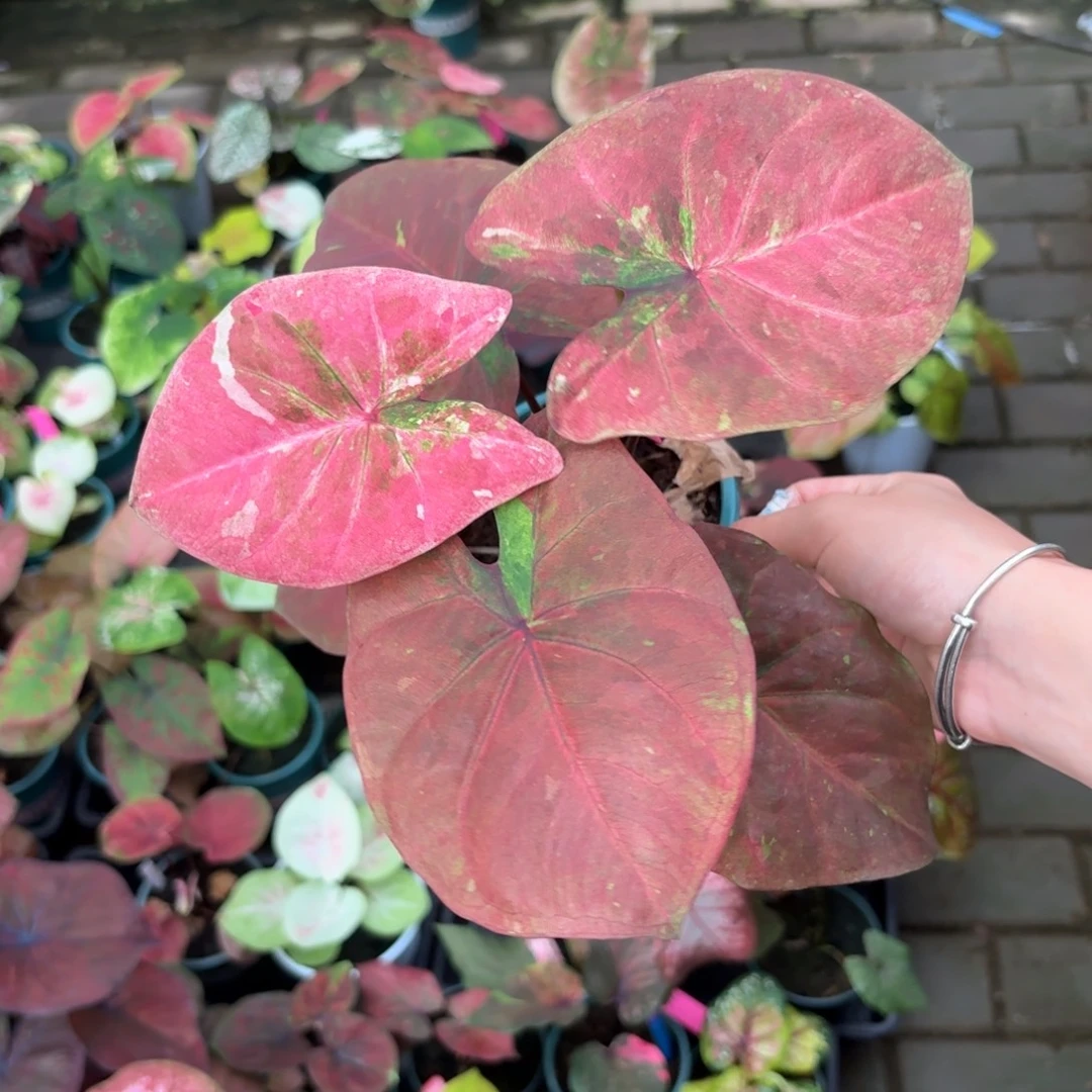 泰国彩叶芋113-0917