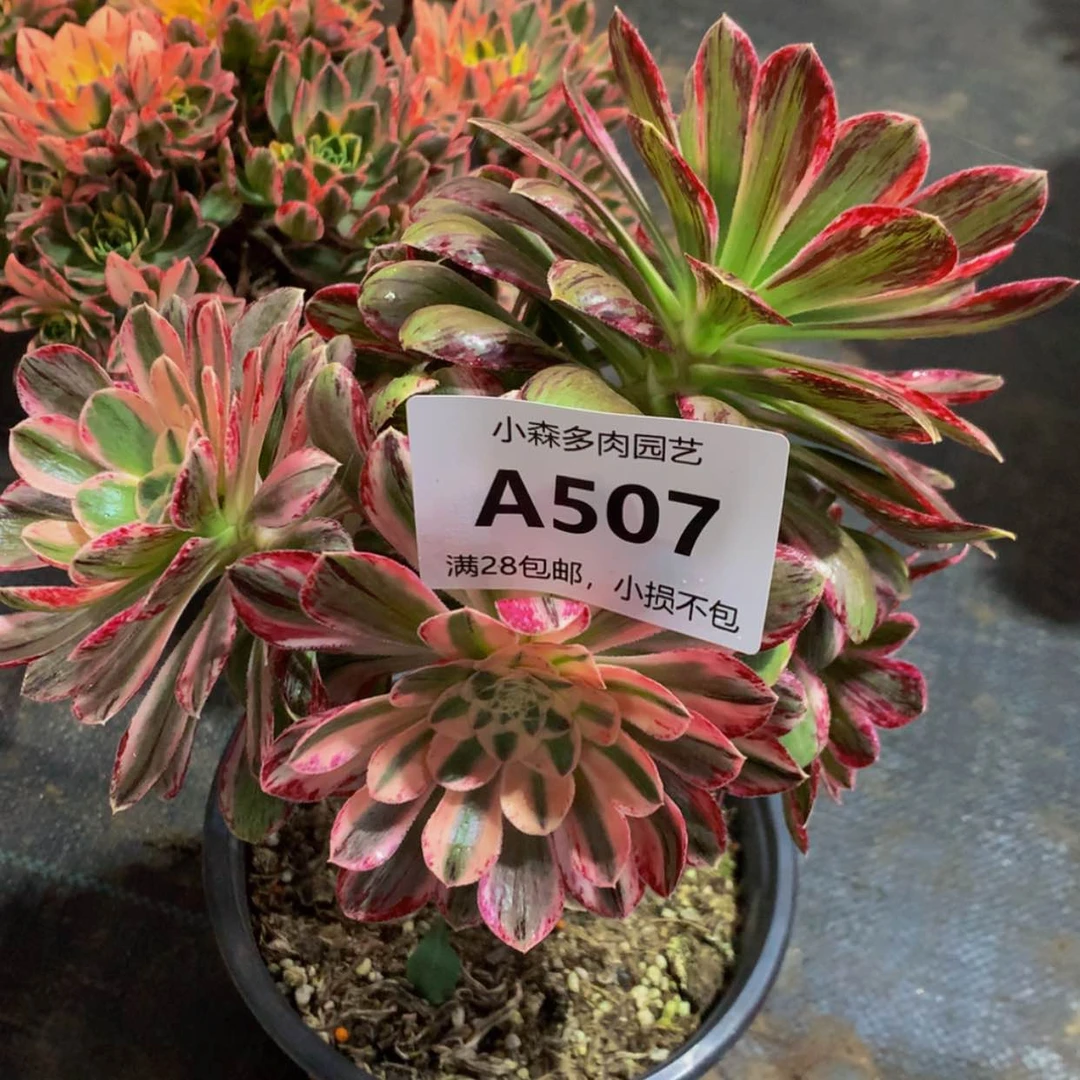 【闪购商品】暖507微锦多肉