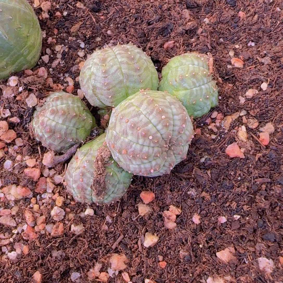 M***n块根植物块根植物