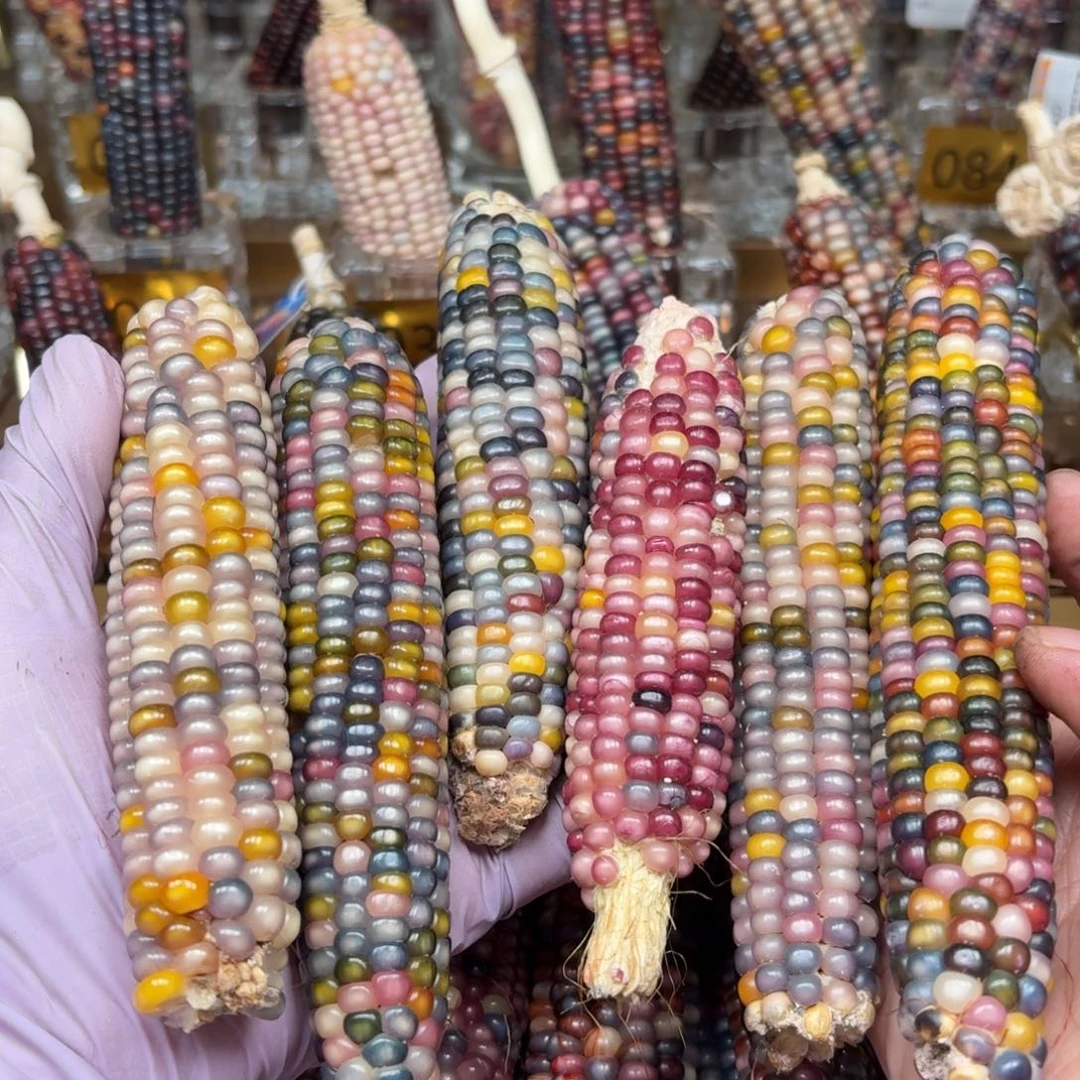 柏香籽/百香籽吊坠小*鱼