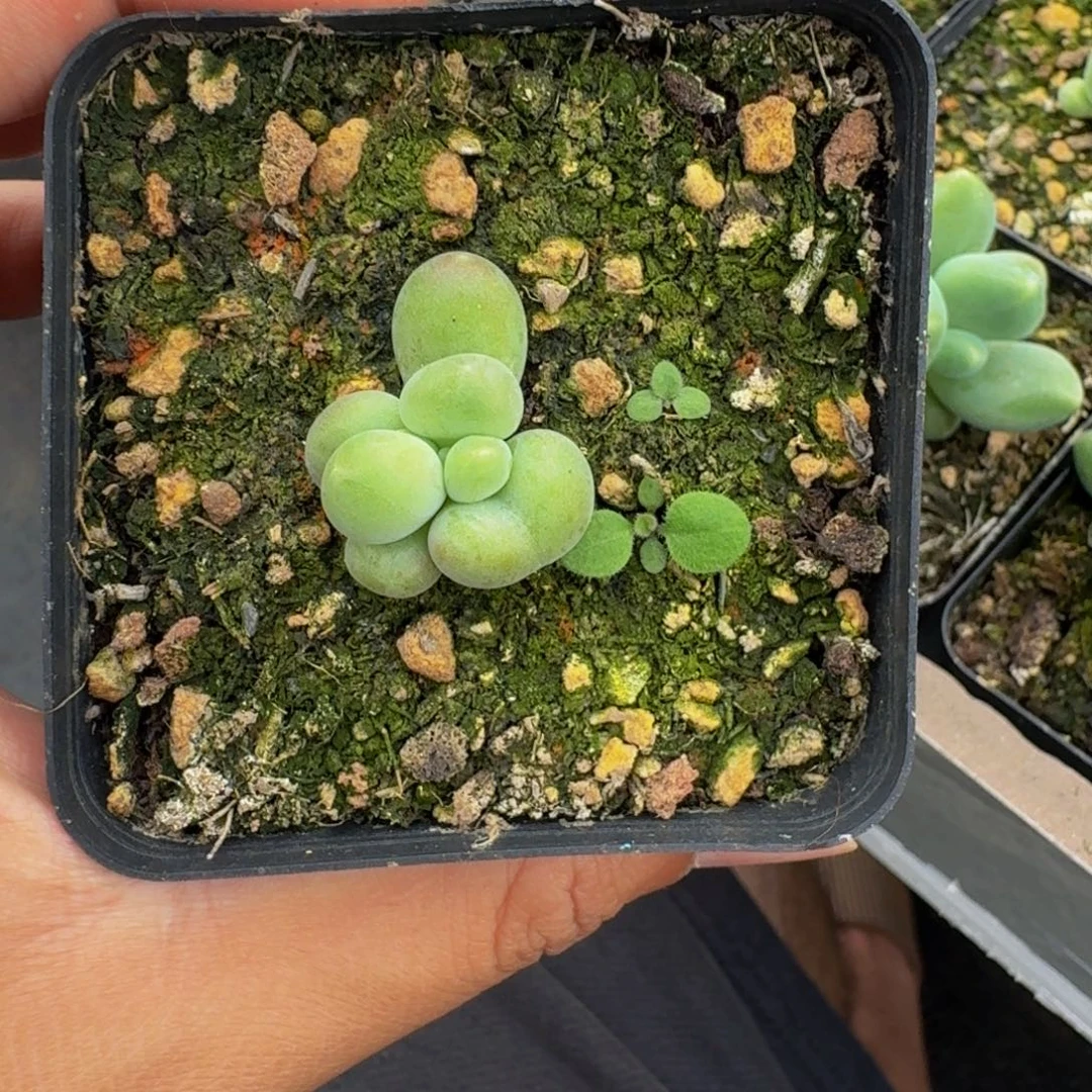 刚果奶 叶插 一物一拍